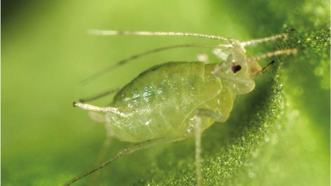 Close up view of a greenfly aphid