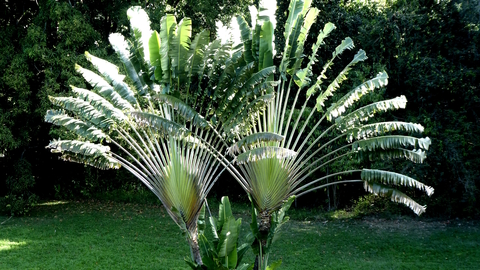 Two exotic Caribbean birds displaying their tail feathers.