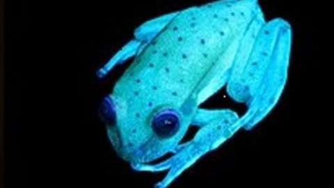 A blue biofluorescent frog as seen under UV light