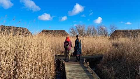 two people on a boardwalk between the reeds