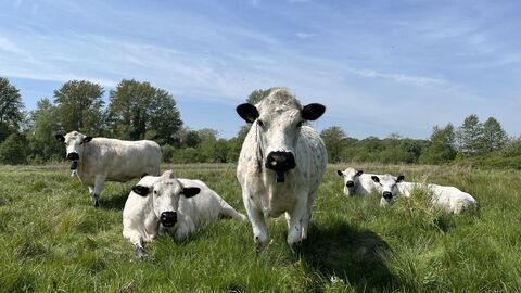 A group of British white cattle at Sweet Briar on a sunny day. They look like a pop group on an album cover. 