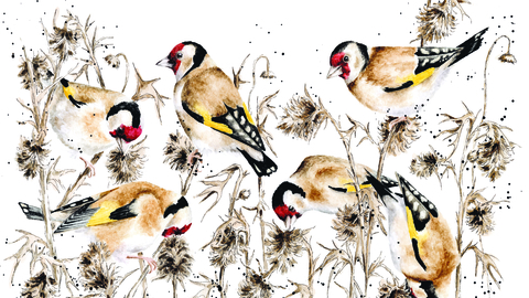 Goldfinches on seedheads