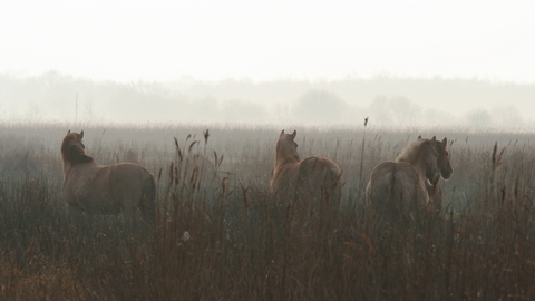 Konik ponies in the mist and tall grasses at Hickling.