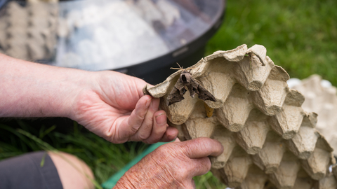 Hands are holding an egg carton with a moth on it!