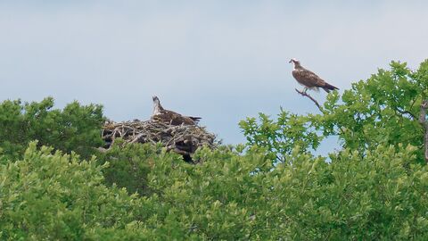 Two osprey with their chick in a nest on top of a tree