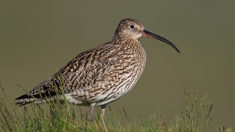 Picture of a curlew