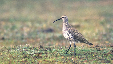 Picture of a walking slender-billed curlew 