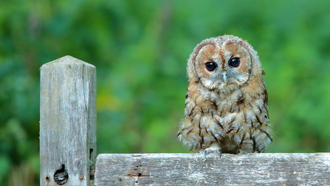 Tawny owlet sitting on a gate.