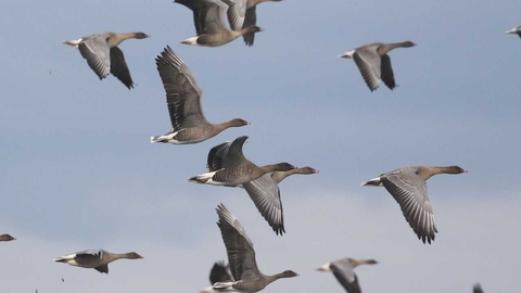 Flock of geese flying
