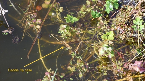 Vegetation on a garden pond