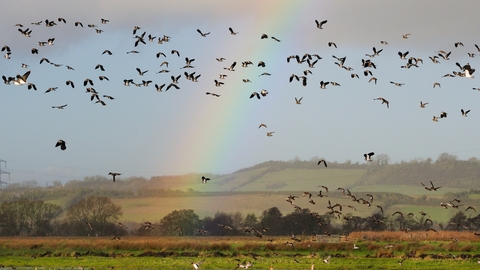 a flock of birds flying over a field with a rainbow
