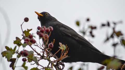 A male blackbird sitting on a winter bush with red berries
