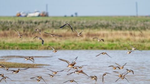 Ducks and lapwings in flight over water at Cley Marshes. 