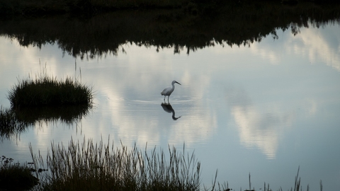 A great white egret at Cley Marshes nature reserve