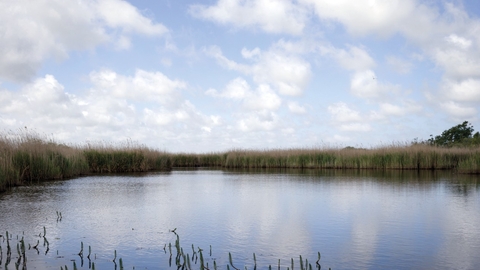 A panoramic shot of a pool at Hickling Broad nature reserve