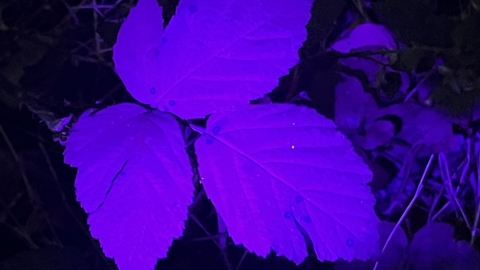 a biofluorescent vivid purple-coloured leaf (under UV torchlight)
