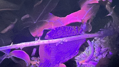 A vivid biofluorescent purple-coloured slug on foliage (under UV torchlight)