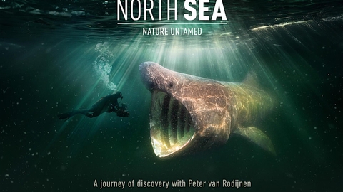 An underwater promotional photo of a diver approaching a shark with its mouth wide open