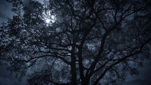 A silhouetted large tree at night with the moon shining behind it