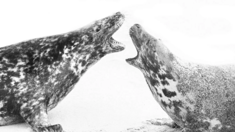 A black and white photo of two large mottled patterned grey seals facing each other with their mouths open aggressively