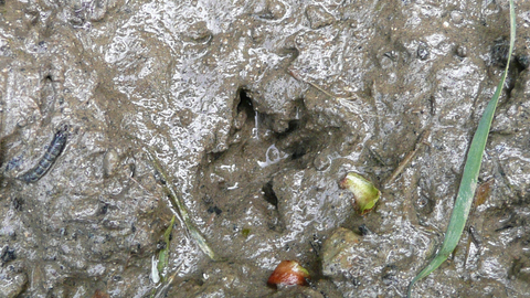 A water vole footprint in thick mud