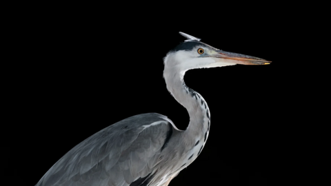 A sideways photo of a grey heron with a dark coloured background