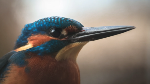 A sideways-on photo of the head and beak of a colourful turquoise, orange and white kingfisher