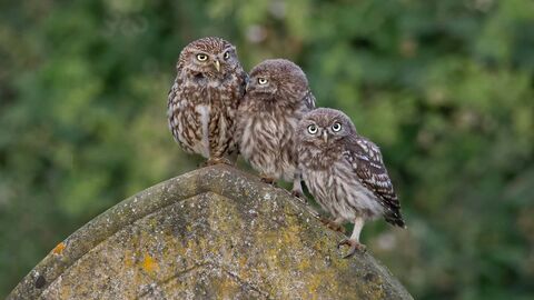 Three little owls on a gravestone