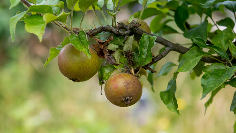 A bunch of apples hanging on the branch of an apple tree
