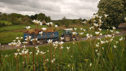 A tractor pulling a trailer with dainty white flowers in the foreground.