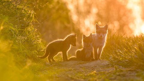 three fox cubs standing on a path