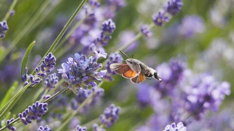 A hummingbird hawk-moth in lavender flowers
