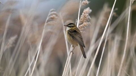 A sedge warbler in the reeds