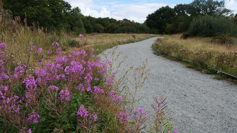A path with purple flowers at Sweet Briar Marshes