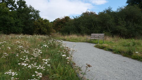 a view through flowers to a bench on a path