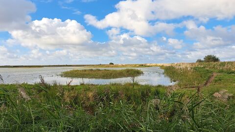 a view across a pool at CLey Marshes