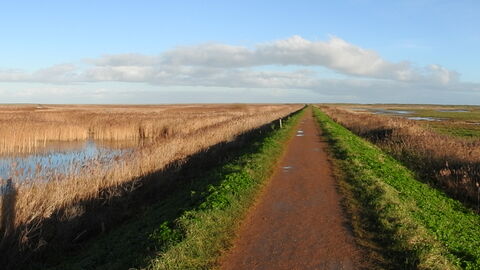 A track going into the distance with reedbeds and water either side