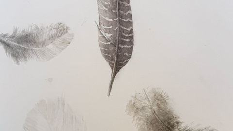 Five bird feathers against a white background