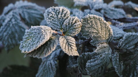 Bramble leaves covered in hoar frost