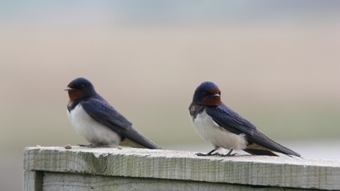 Two swallows sitting on a fence