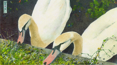 A painting of two mute swans