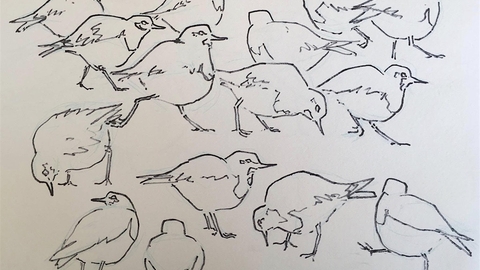 a flock of pencil-drawn outlines of wading birds