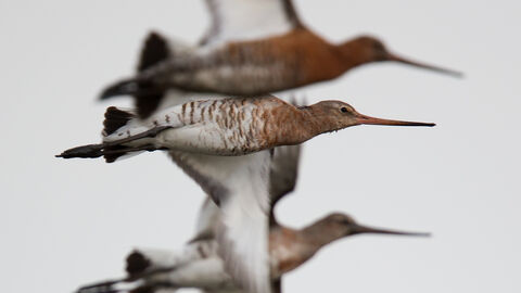 Three black-tailed godwits in flight