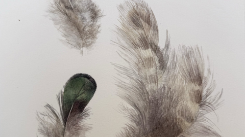 Three bird feathers against a white background