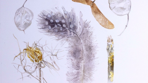 A bird feather, sycamore seed and other seeds against a white background