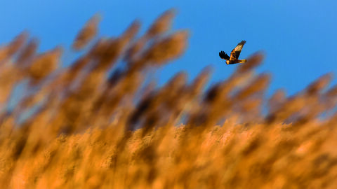 A marsh harrier hunting over the reedbed at dawn 