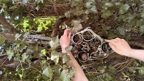 A photo of a pair of hands creating a bug hotel from natural materials on a tree