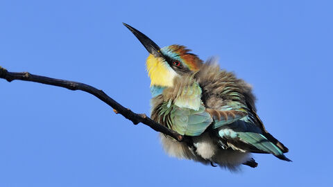 A colourful bee-eater sitting on a branch against a blue sky