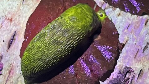 A green leopard slug under a biofluorescent light