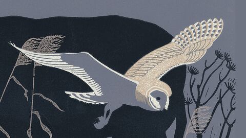 Front cover of David North's book, Life Changing with a drawing of a barn owl in flight